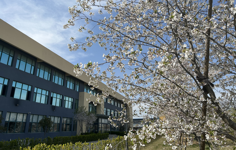 又是一年櫻花季 斯圖邀您共賞浪漫櫻花